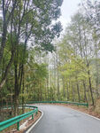 树林道路