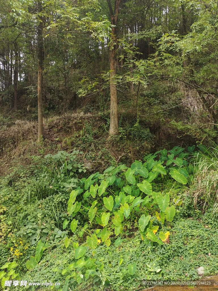 山间绿植风景