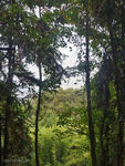 山林森林