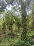 树林山间