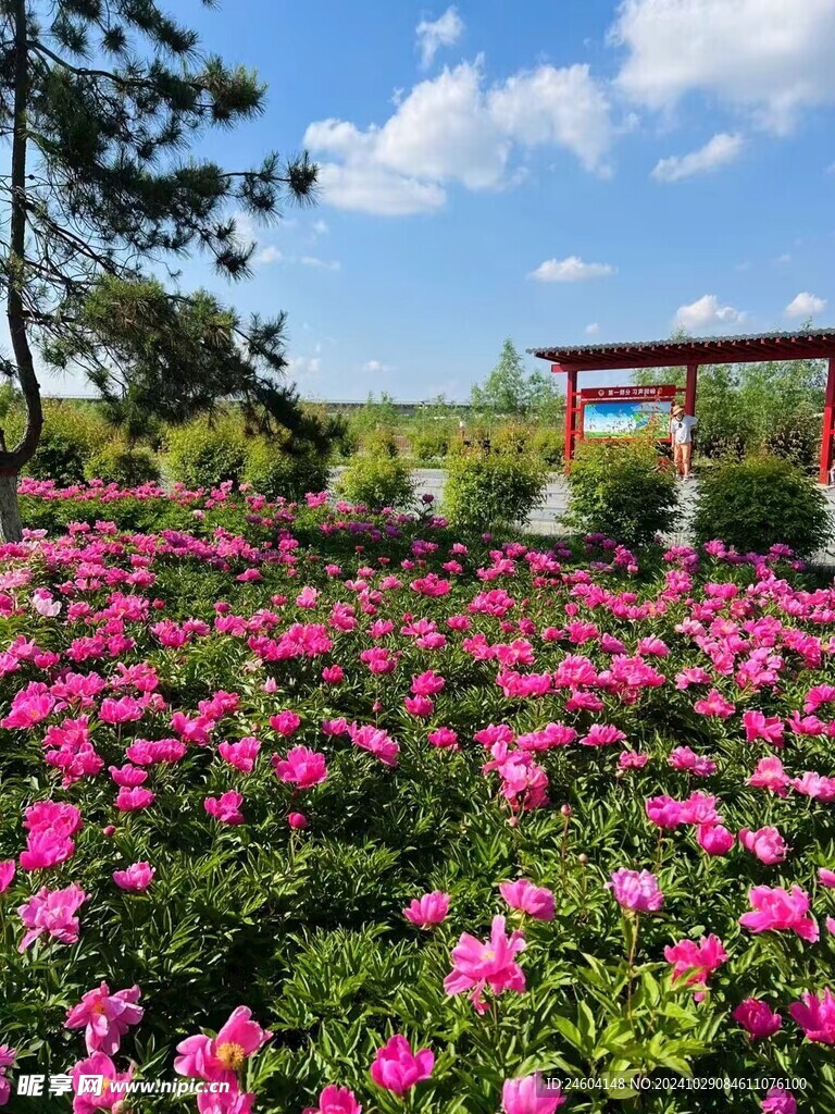 花海