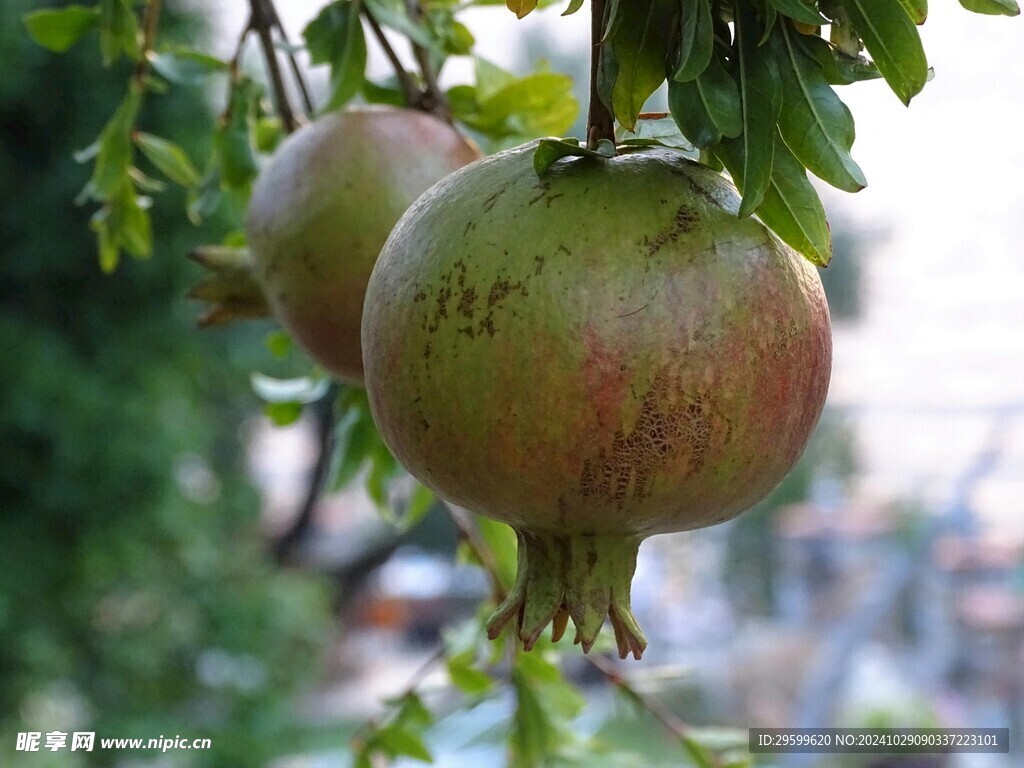 石榴  