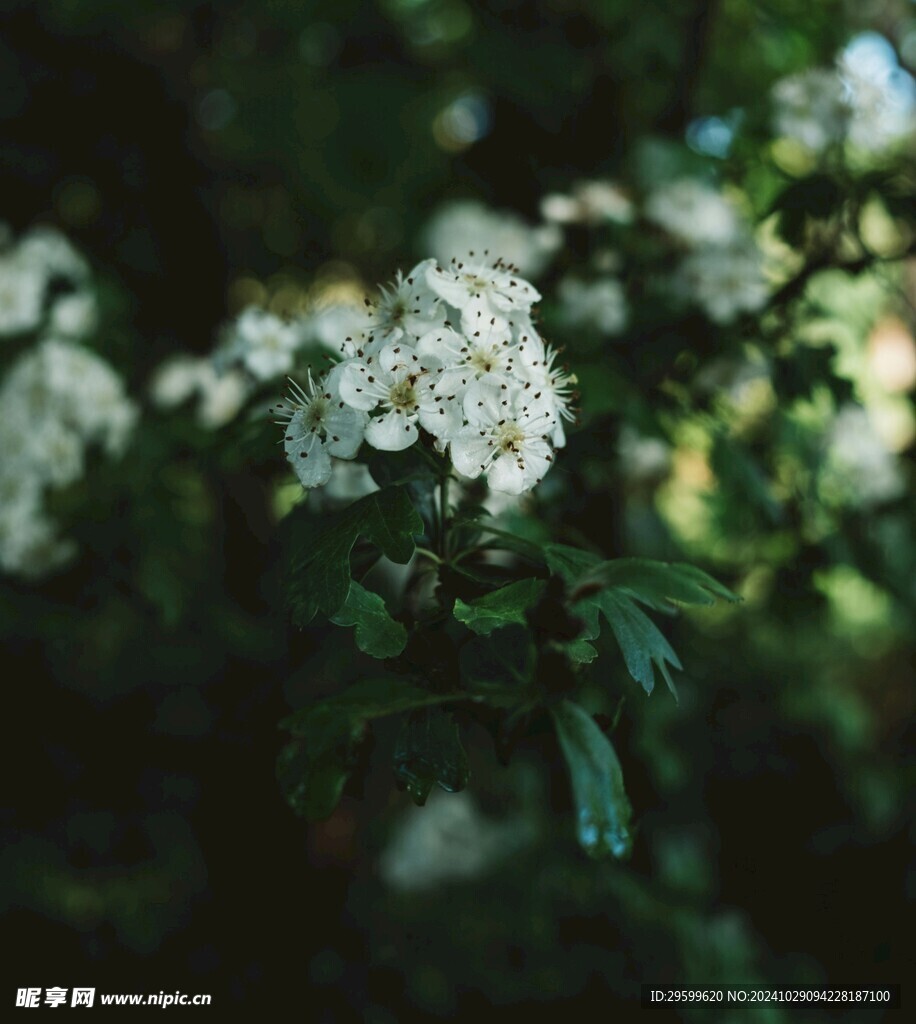 李花 