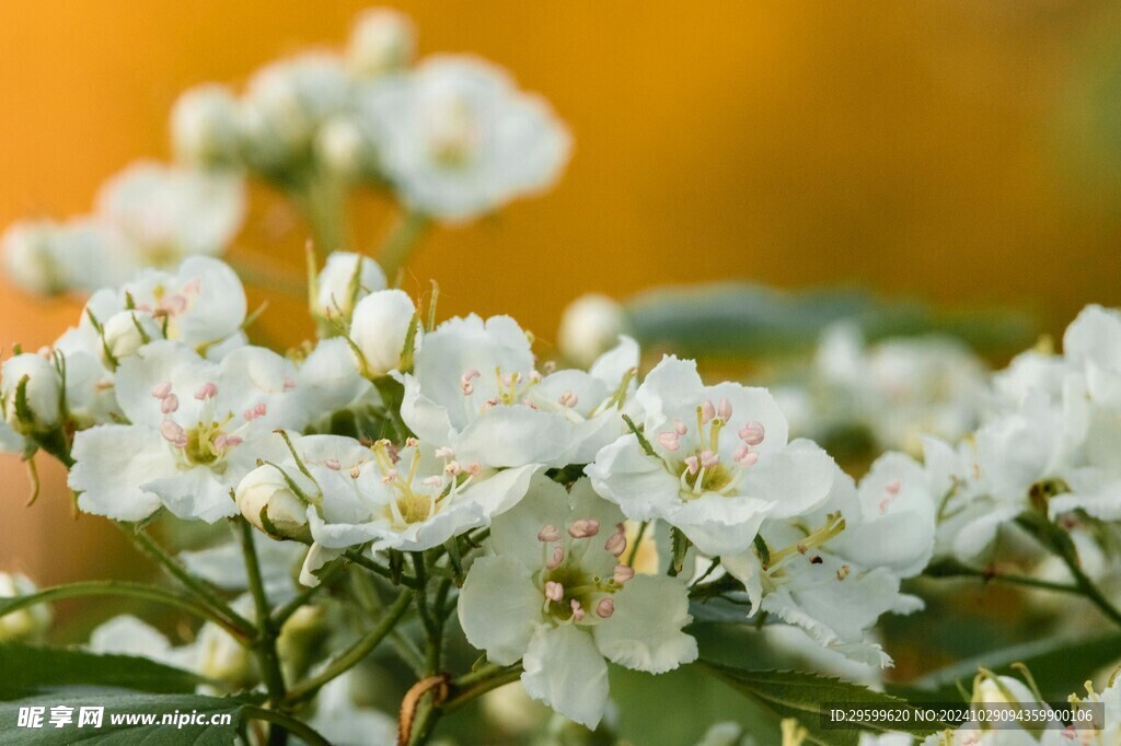  李花 