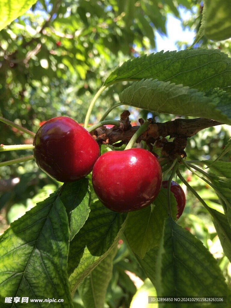樱桃