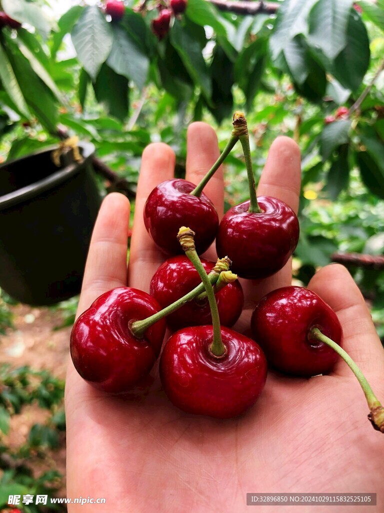 樱桃