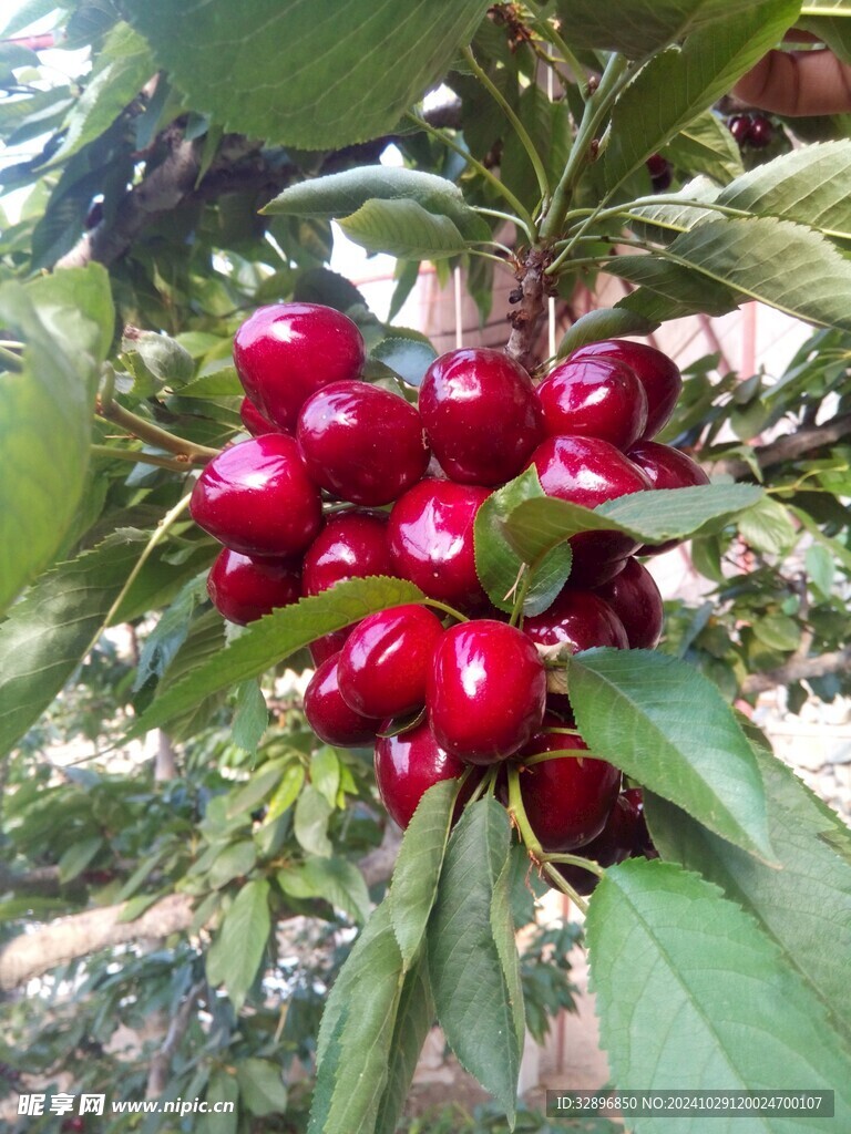 樱桃