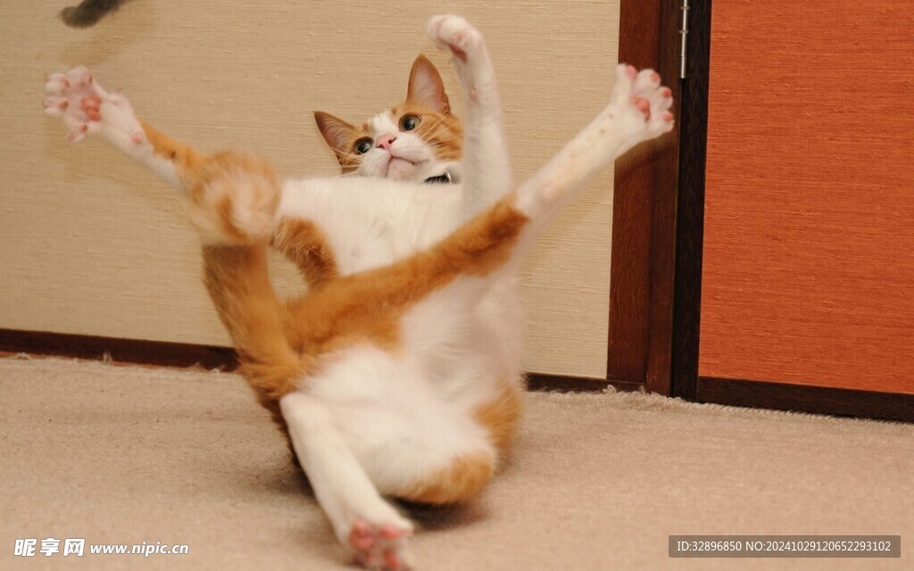 猫