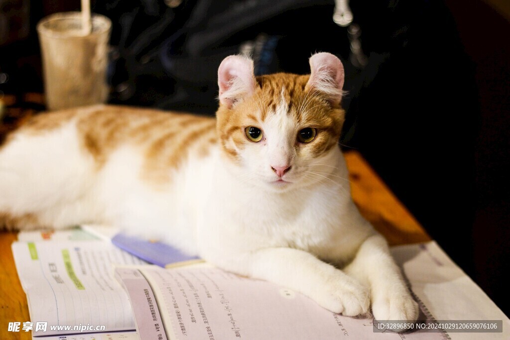 猫