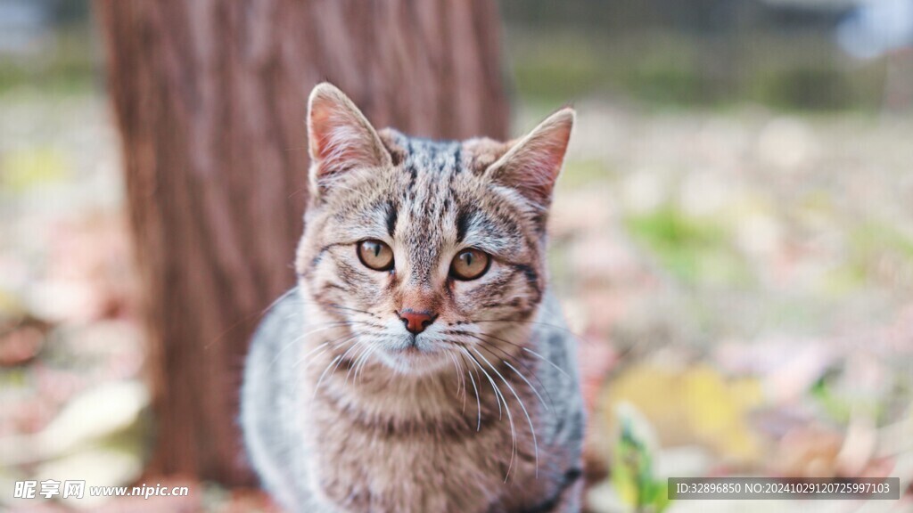 猫