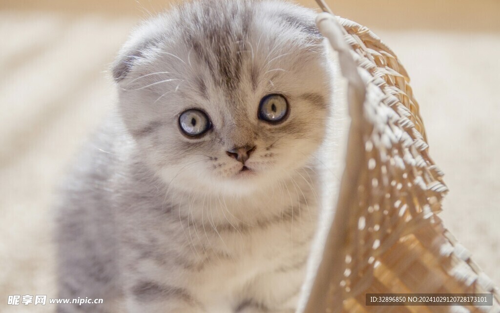 猫摄影图__家禽家畜_生物世界_摄影图库_昵图网