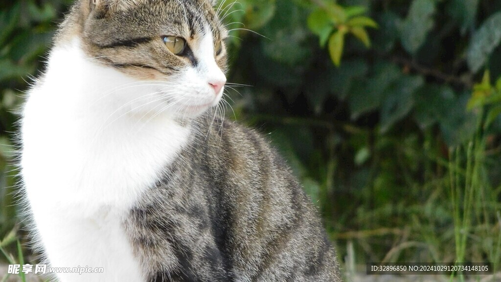 猫