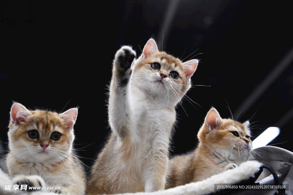 猫摄影图__家禽家畜_生物世界_摄影图库_昵图网