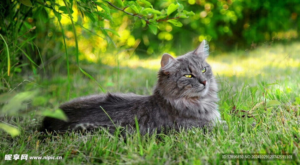 猫