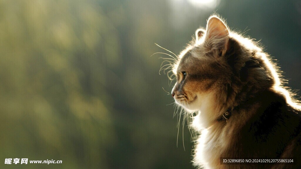 猫