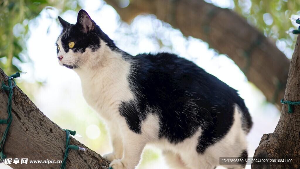 猫