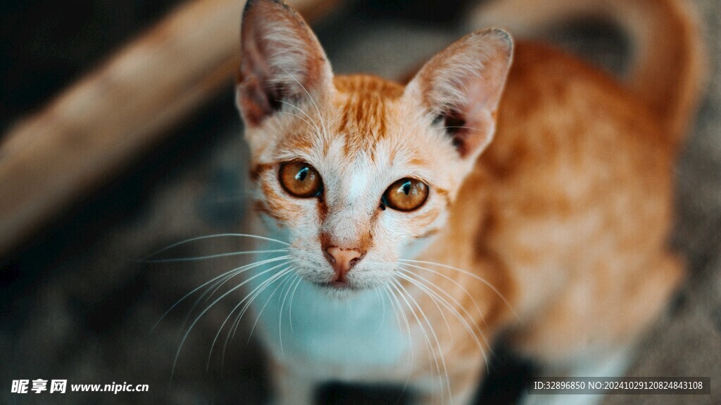 猫
