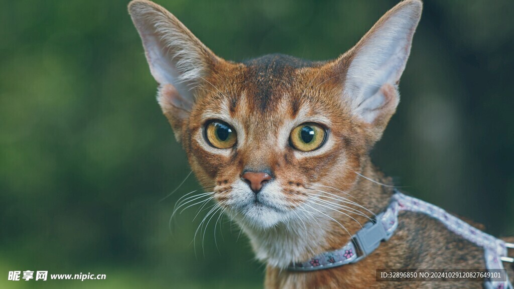 猫