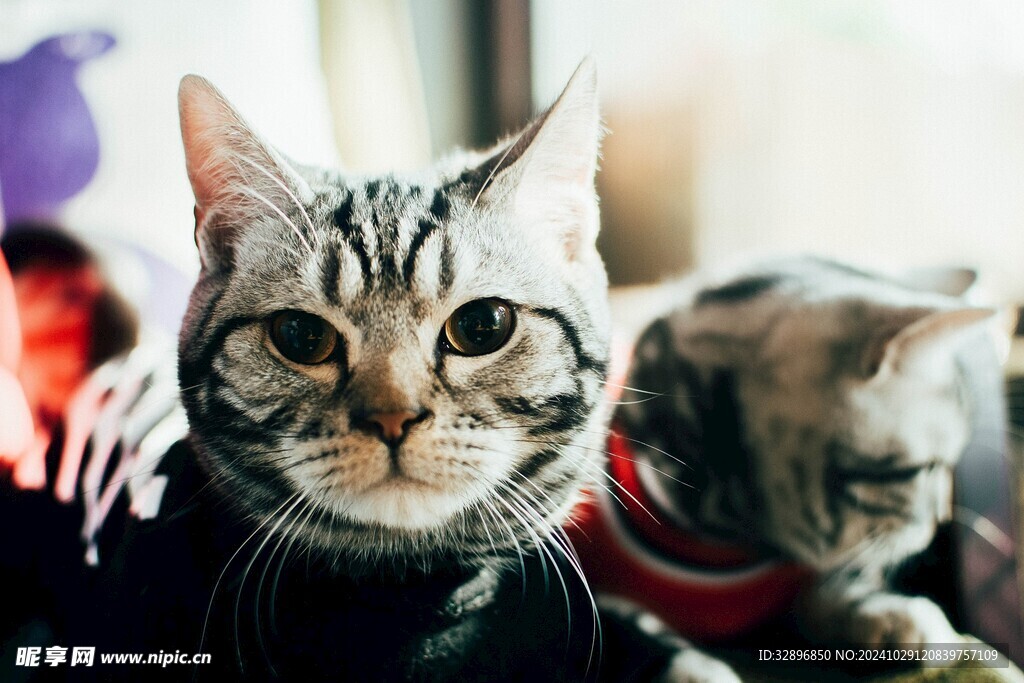 猫