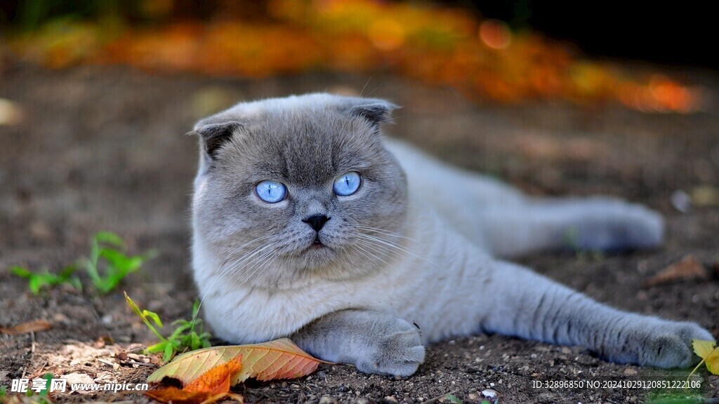 猫摄影图__家禽家畜_生物世界_摄影图库_昵图网