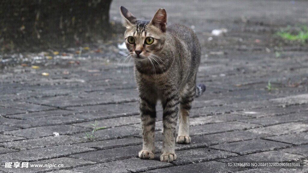 猫
