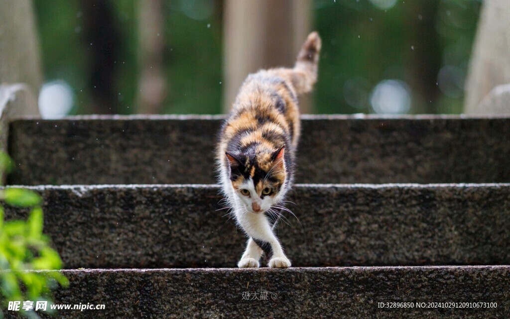 猫