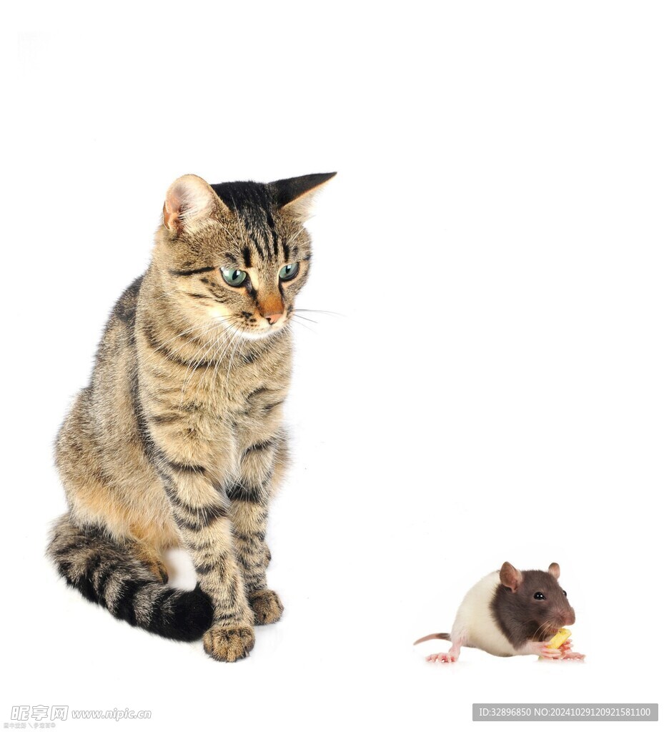 猫