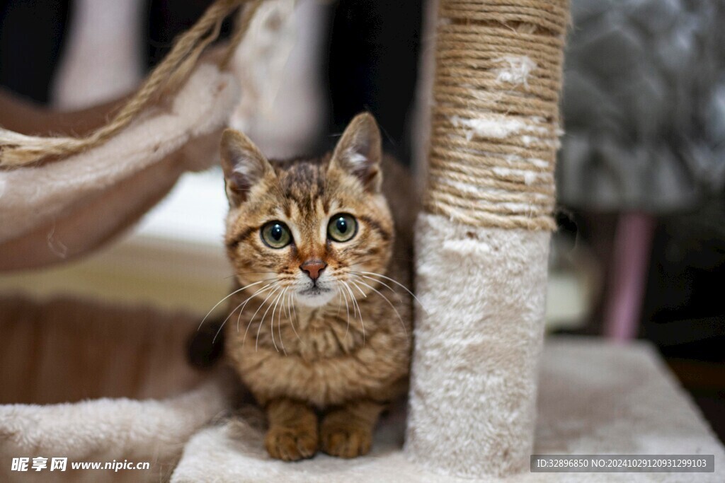 猫