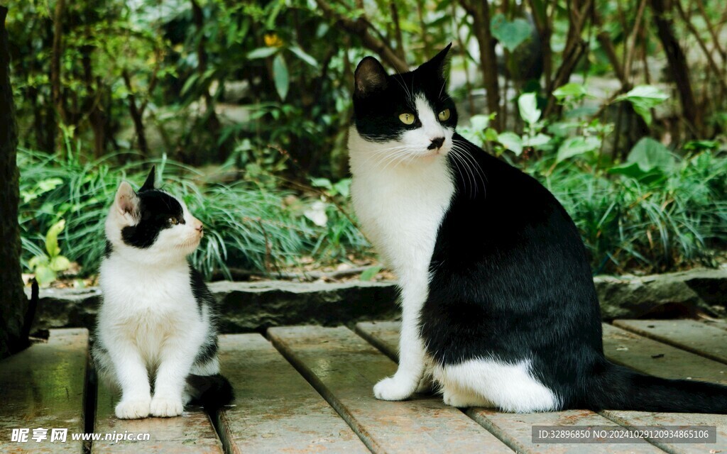 猫