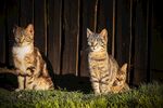 猫
