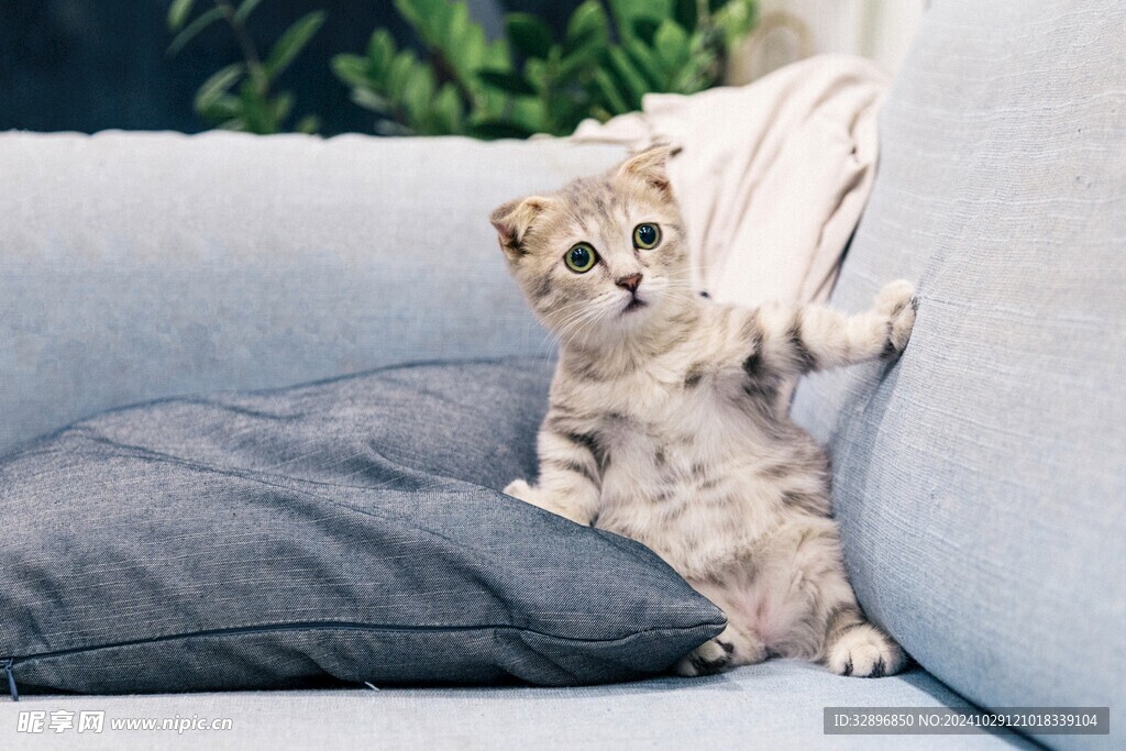 猫