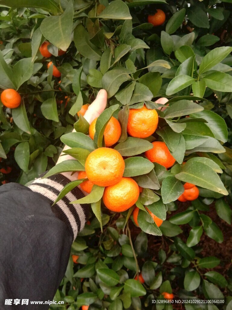 橘子