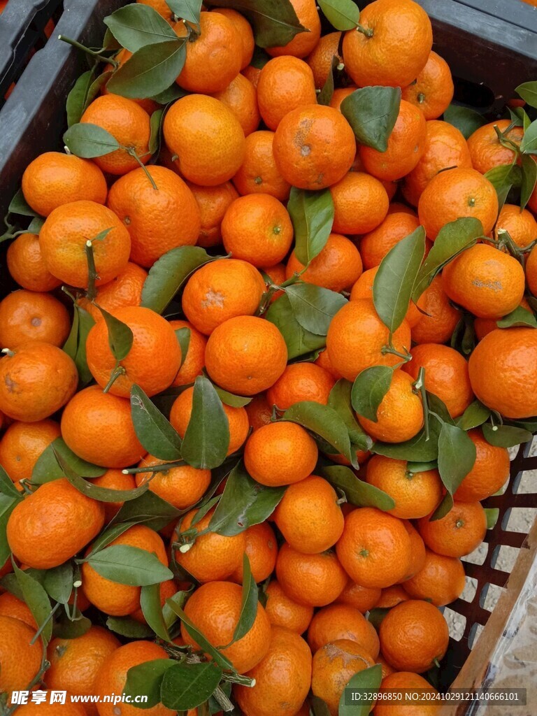 橘子