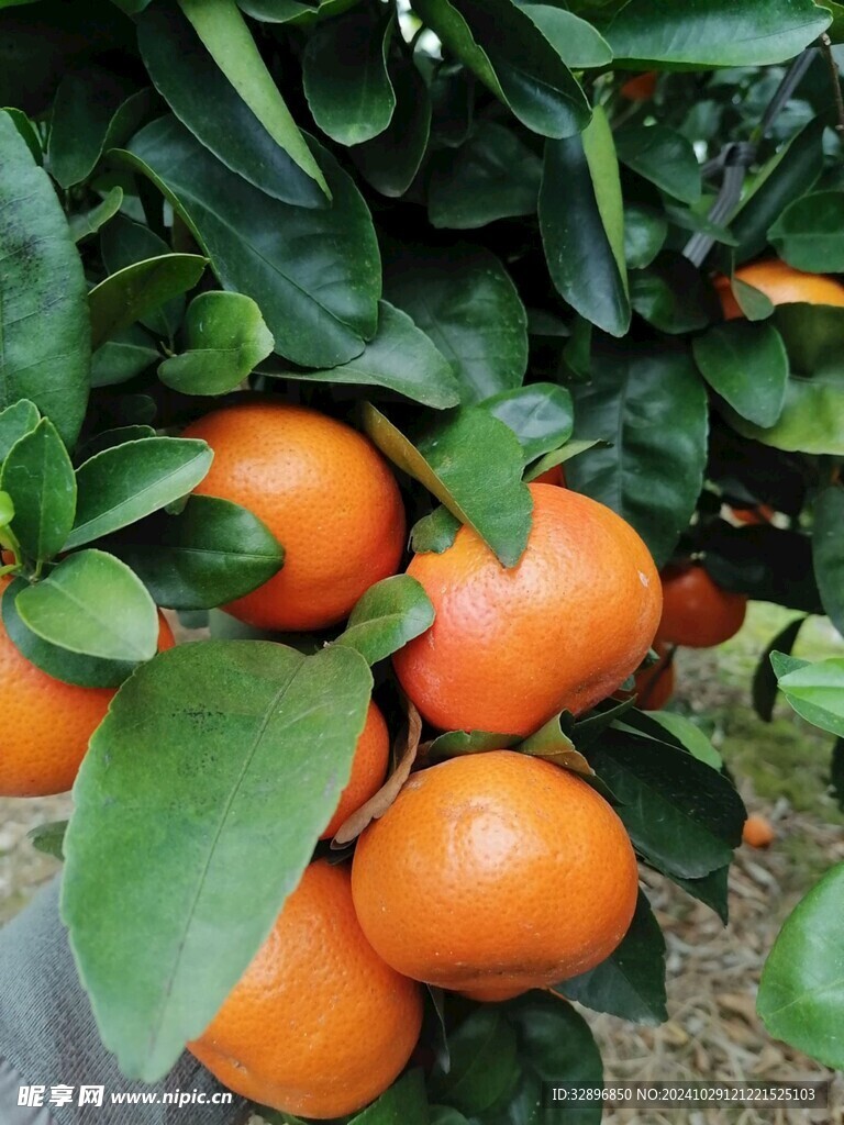 橘子