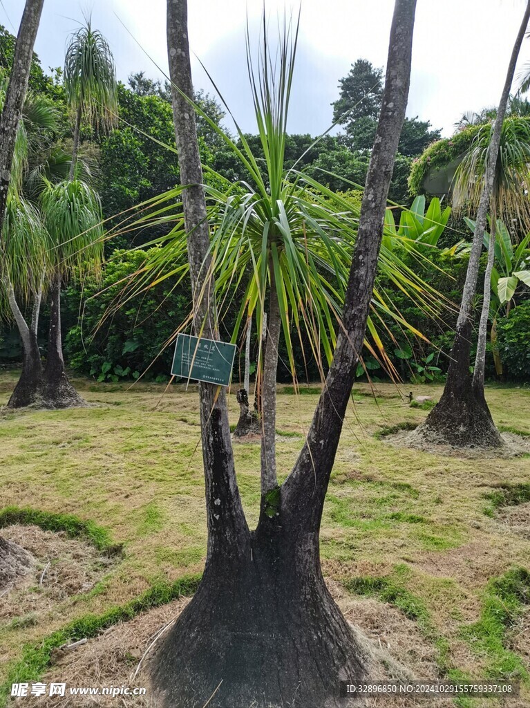 西双版纳