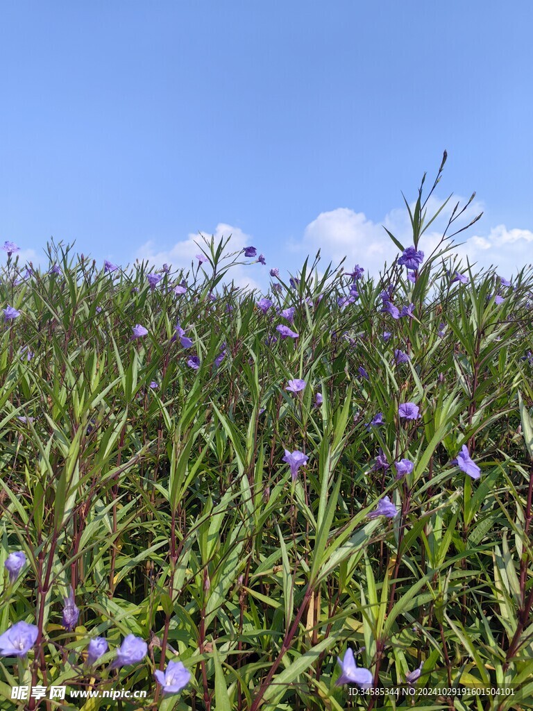 紫色小花   