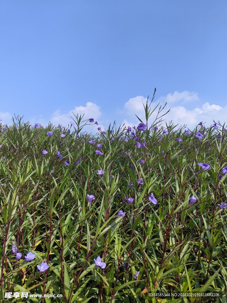 小紫花