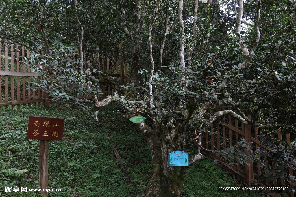 南糯山 茶王树