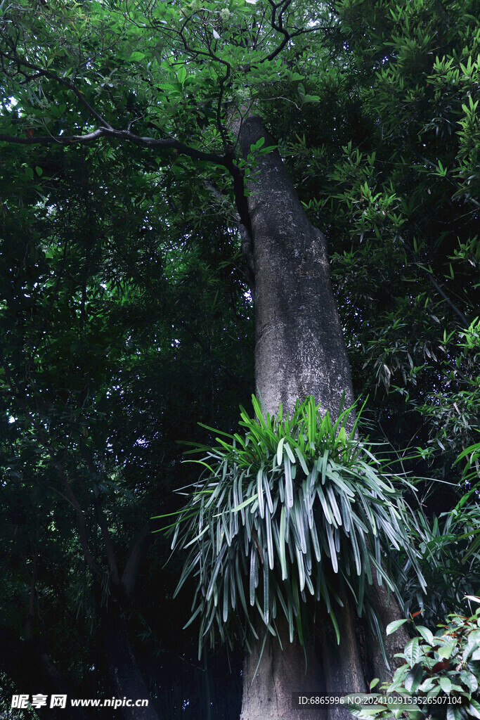 树上的寄生植物