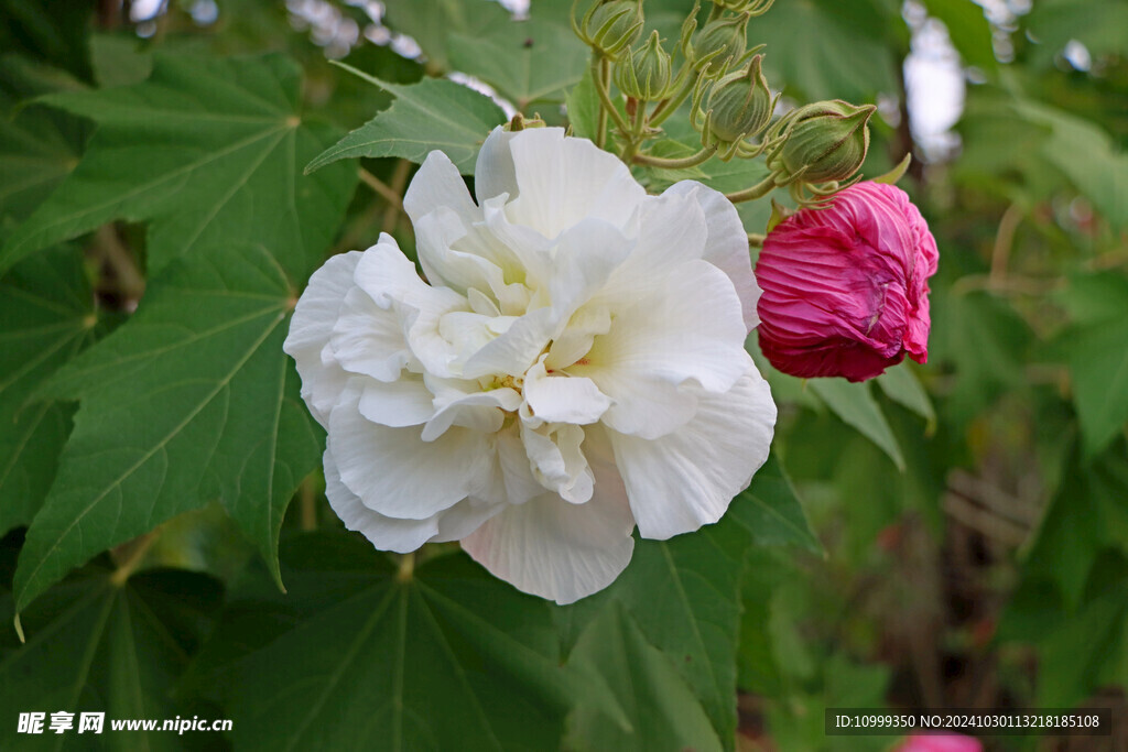 白色木芙蓉花 