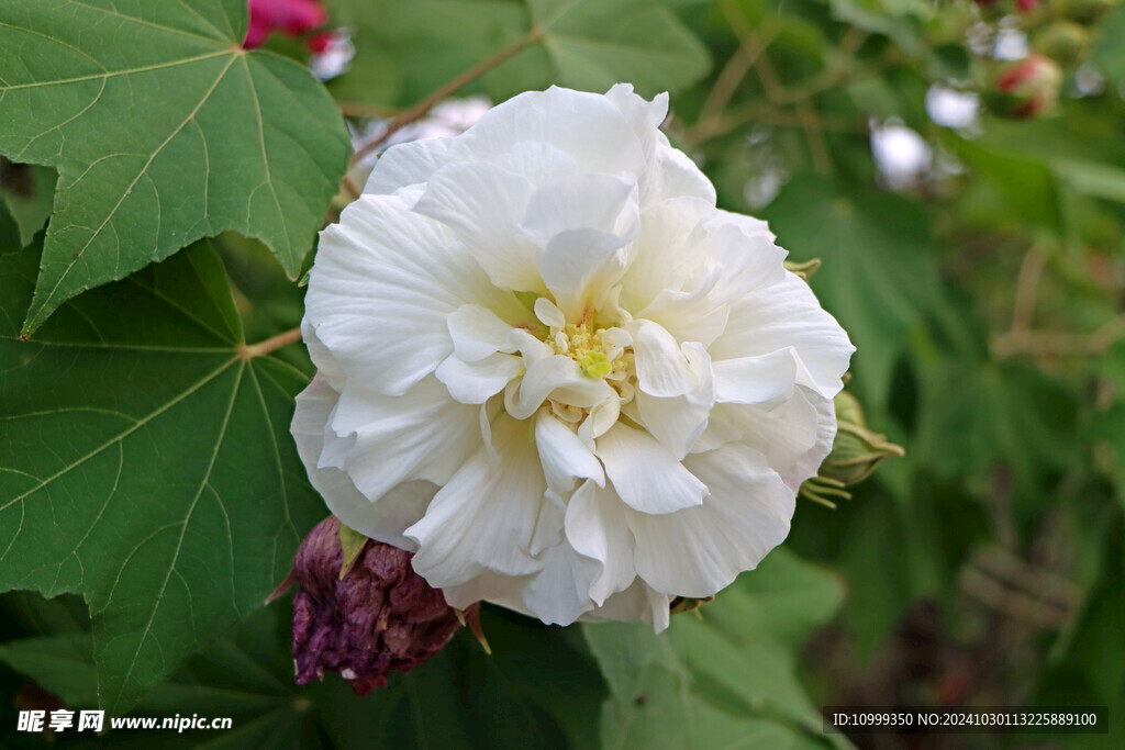 白色木芙蓉花 