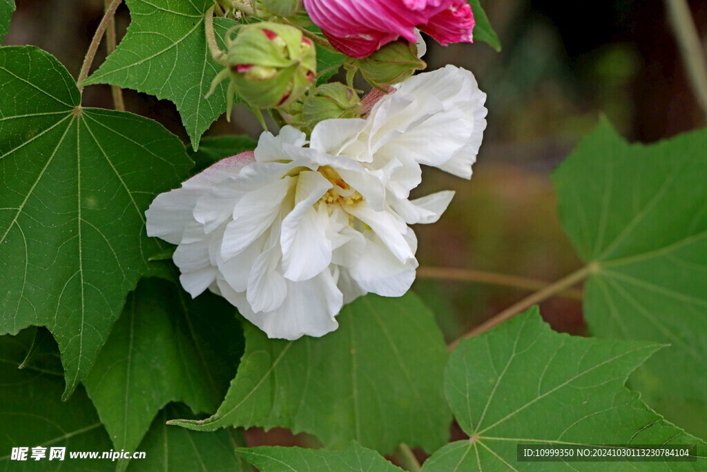 白色木芙蓉花 