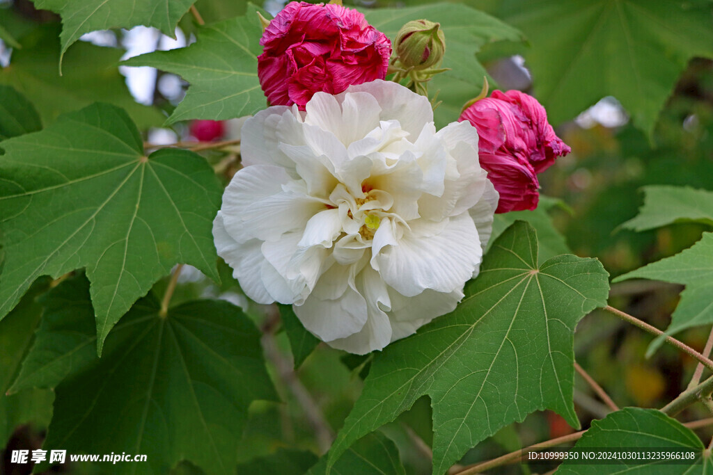 白色木芙蓉花 