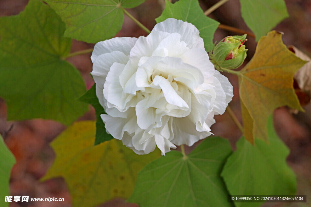 白色木芙蓉花 