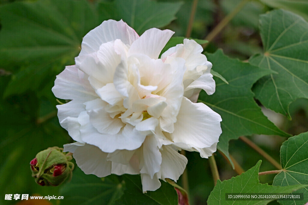白色木芙蓉花 