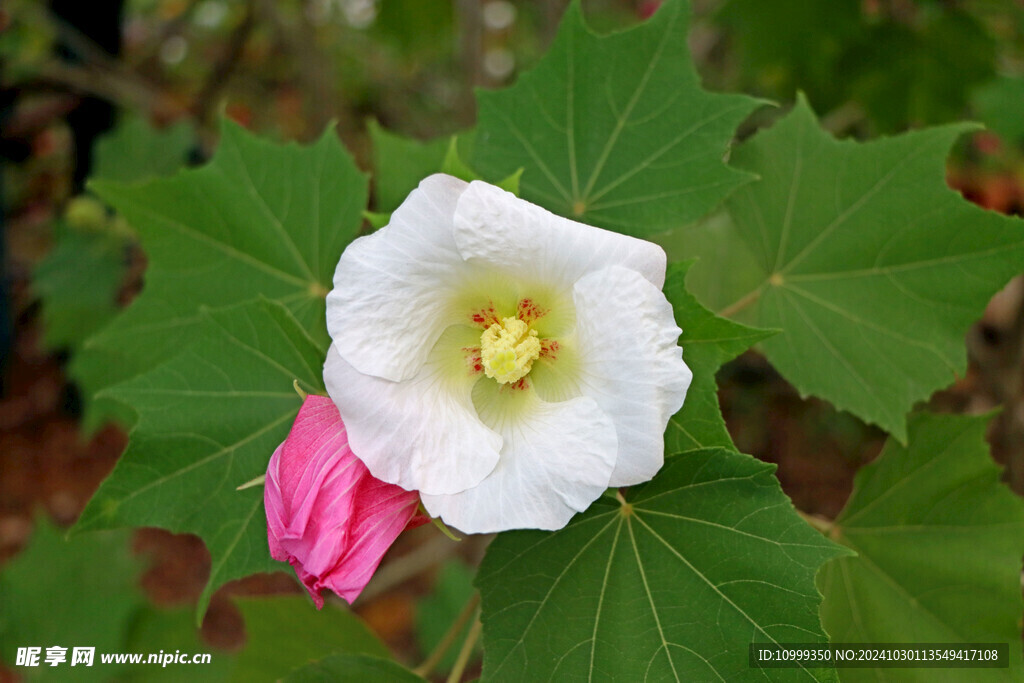 白色木芙蓉花 