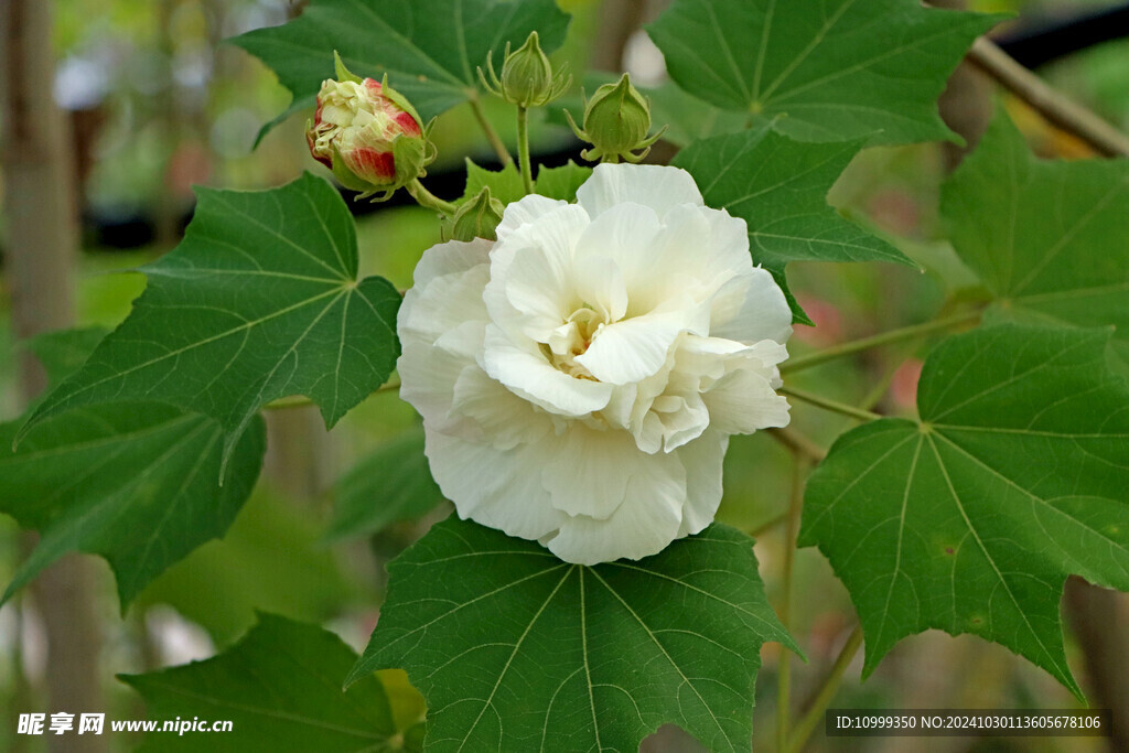 白色木芙蓉花 
