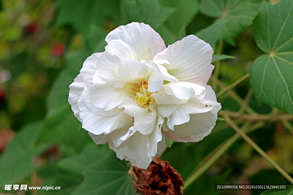 白色木芙蓉花