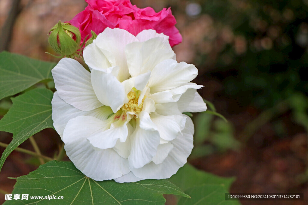 白色木芙蓉花