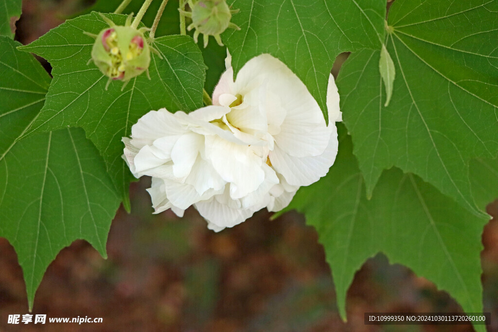 白色木芙蓉花